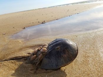 High angle view of shells on sand at beach