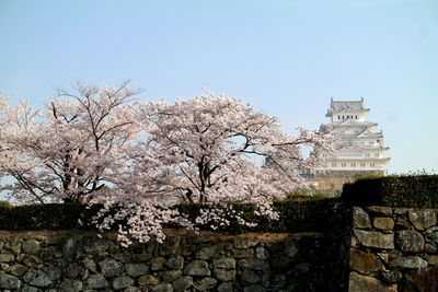 Cherry blossom by building against clear sky