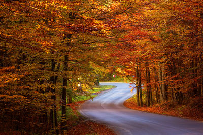 Empty road amidst trees during autumn