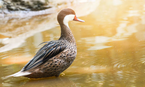 Duck swimming in lake