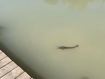 High angle view of fly on wall