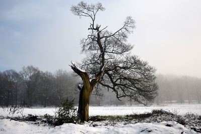 Bare tree on snow covered field against sky