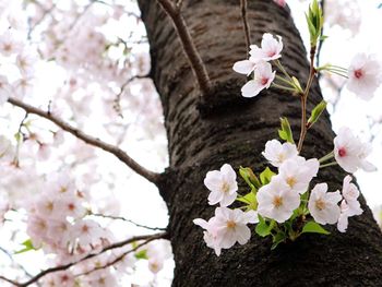 Low angle view of cherry blossom tree