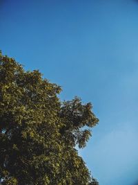 Low angle view of trees against blue sky