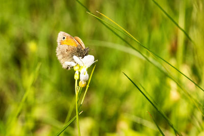 Close-up of butterfly pollinating on white flower