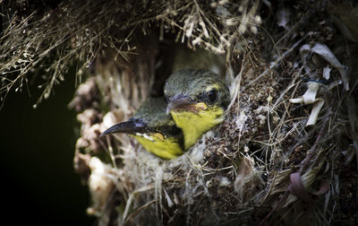 Close-up of bird in nest