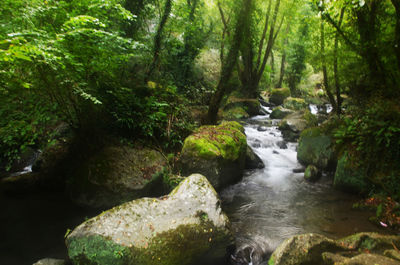 River flowing through forest