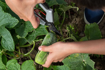 Midsection of man holding leaf