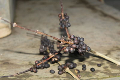 Close-up of berries growing on wood