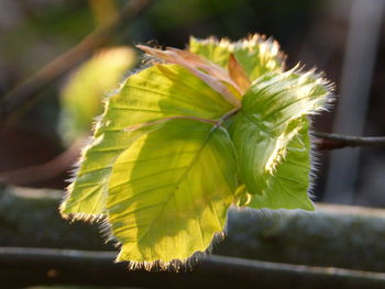 Close-up of plant