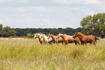 Horses in a field
