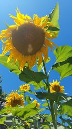 Close-up of sunflower against sky