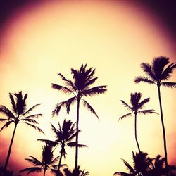 palm tree