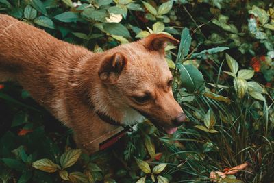 View of a dog on field