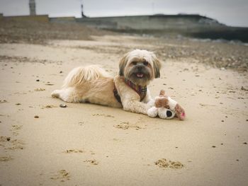 Dog lying on sand at beach against sky