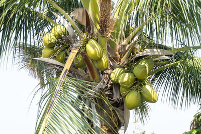 Low angle view of palm tree