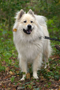 Portrait of dog standing on land