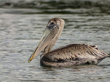 Close-up of duck swimming in lake