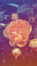 Close-up of rose blooming outdoors