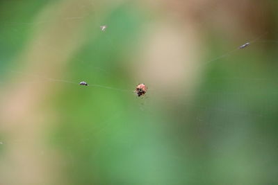 Close-up of spider on web