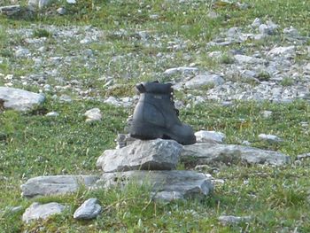 Cat on rock against grass