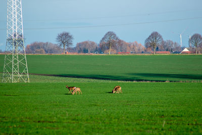 Sheep grazing in a field