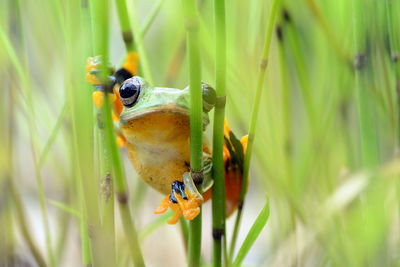 Close-up of insect on grass