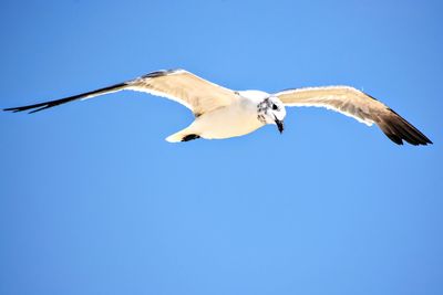 Low angle view of seagull flying