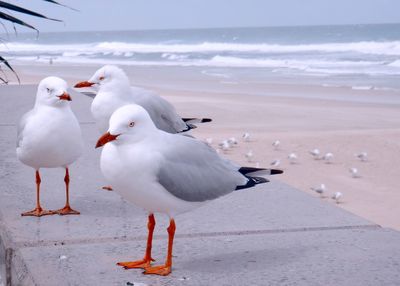Close-up of seagulls at beach