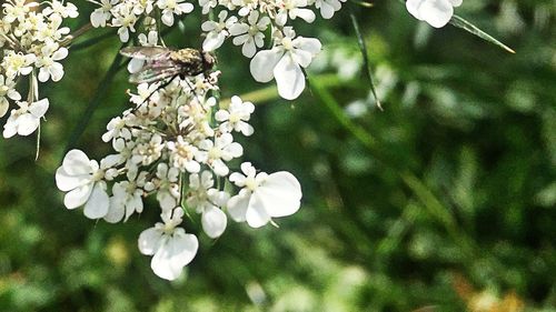 Close-up of white flowers