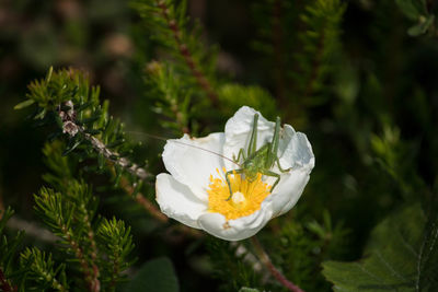 Close-up of white rose flower