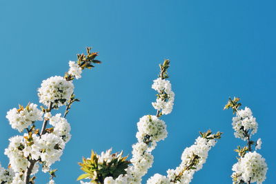Low angle view of cherry blossom against clear blue sky