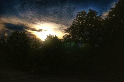 Silhouette of trees at sunset