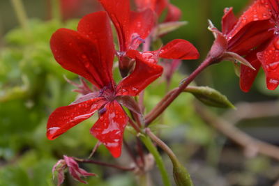 Close-up of red flowering plant