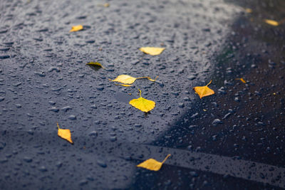 High angle view of yellow maple leaves on road