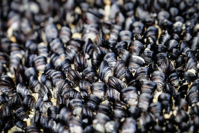 Full frame shot of mussels for sale