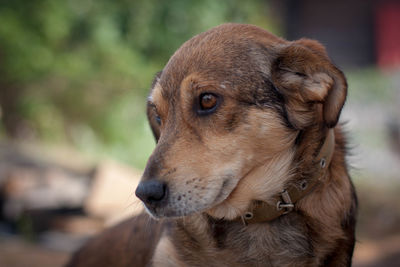 Close-up of dog looking away