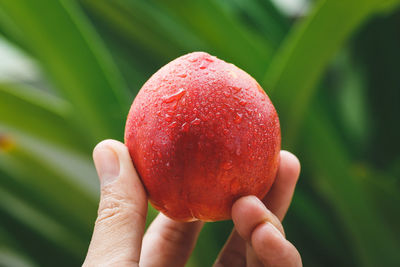 Close-up of hand holding strawberry