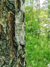 Close-up of lichen on tree trunk in forest