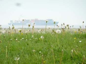 Close-up of plants growing on field against clear sky