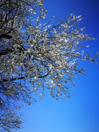 Low angle view of tree against blue sky