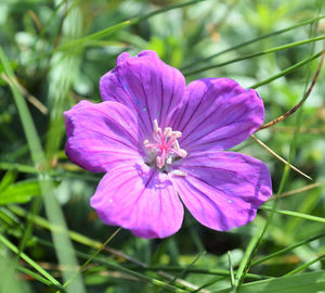 Close-up of pink flower