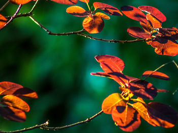 Close-up of orange flowering plant leaves during autumn