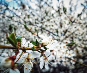 Close-up of white cherry blossoms in spring