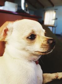 Close-up of dog at home