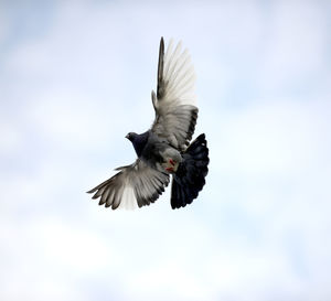 Low angle view of eagle flying against clear sky