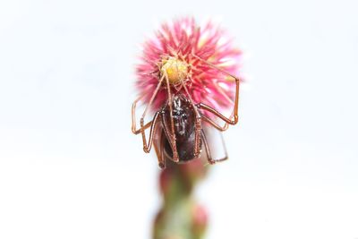 Close-up of insect on flower against white background