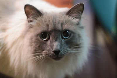 Close-up portrait of a cat