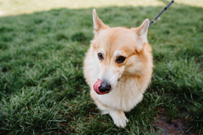 View of a dog on field