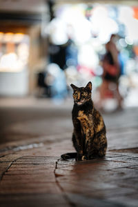Close-up of cat